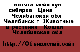 котята мейн-кун  сибирка › Цена ­ 999 - Челябинская обл., Челябинск г. Животные и растения » Кошки   . Челябинская обл.